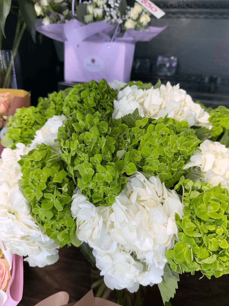 Hydrangeas